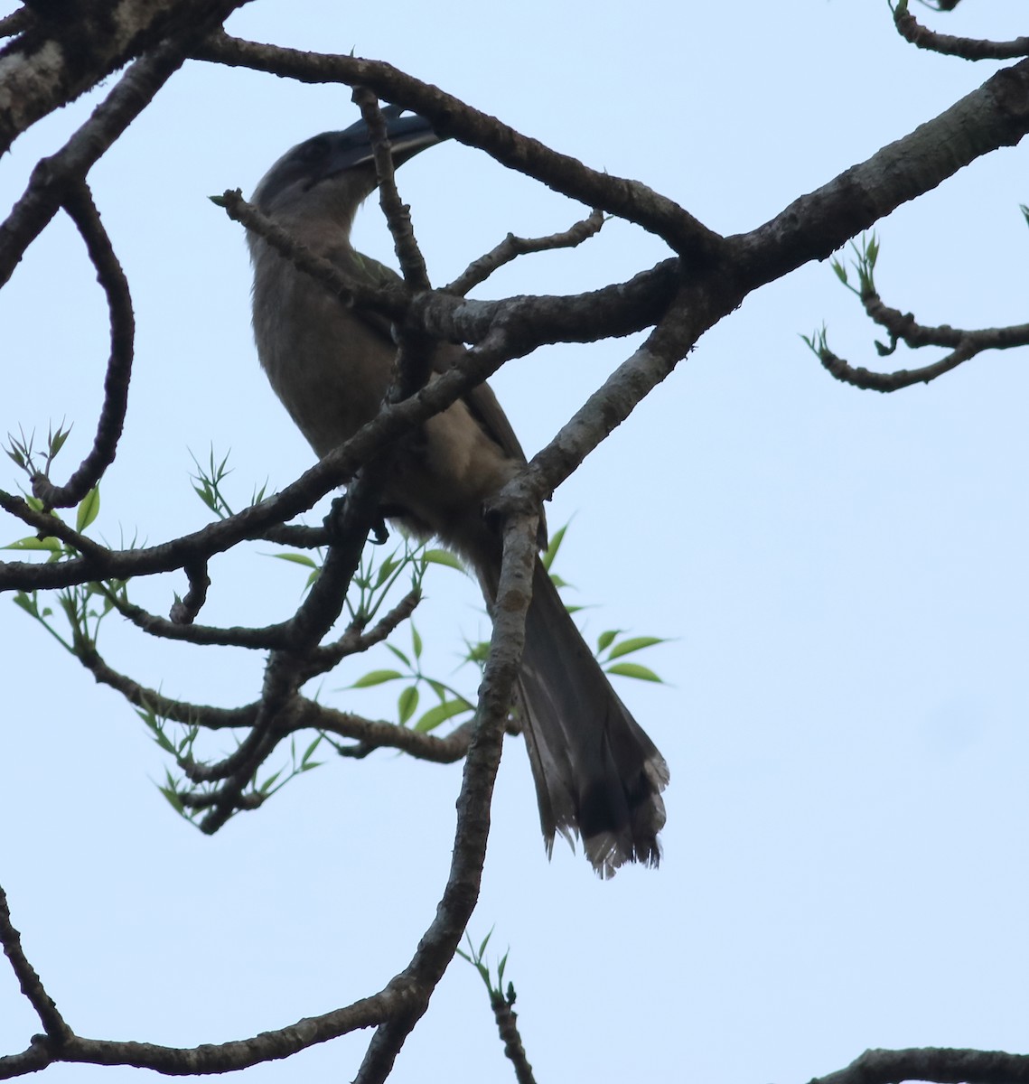 Indian Gray Hornbill - Savio Fonseca (www.avocet-peregrine.com)