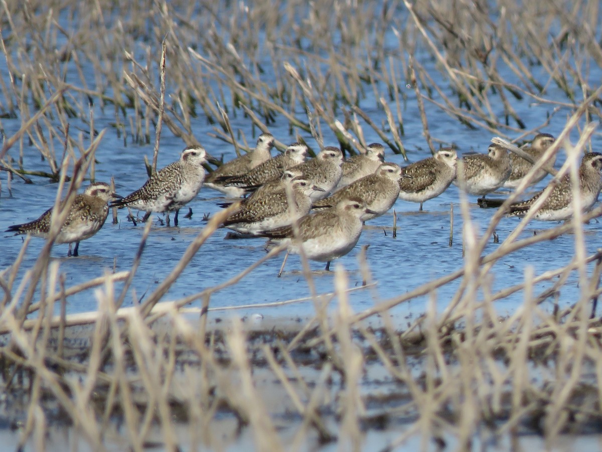 American Golden-Plover - ML617290818