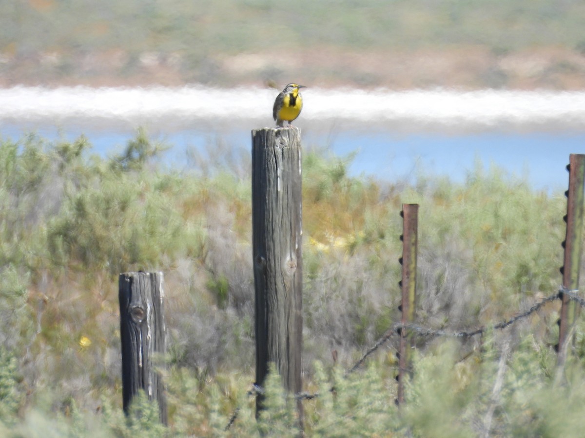 Western Meadowlark - ML617290847