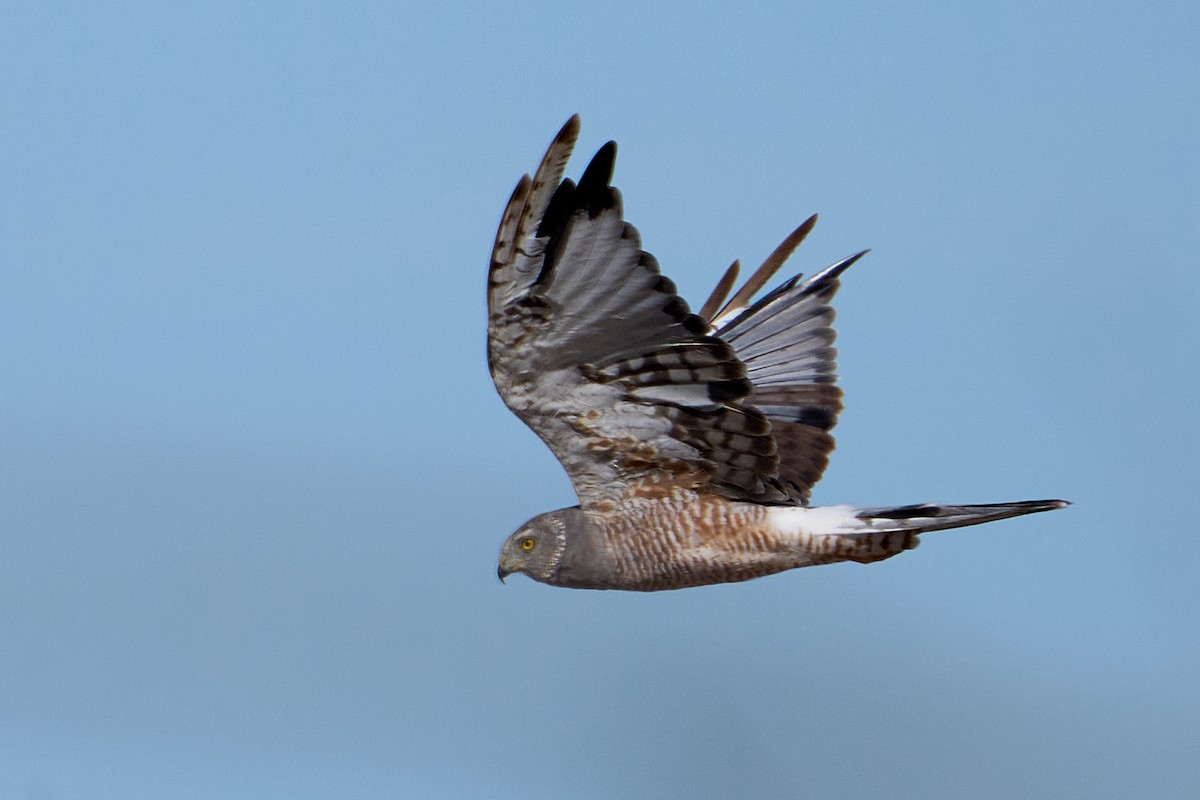 Cinereous Harrier - Thane Dinsdale