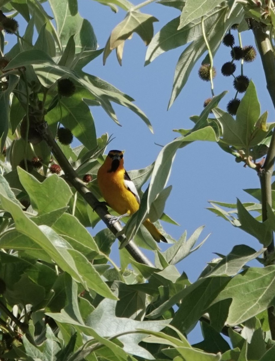 Bullock's Oriole - Richard Krapil