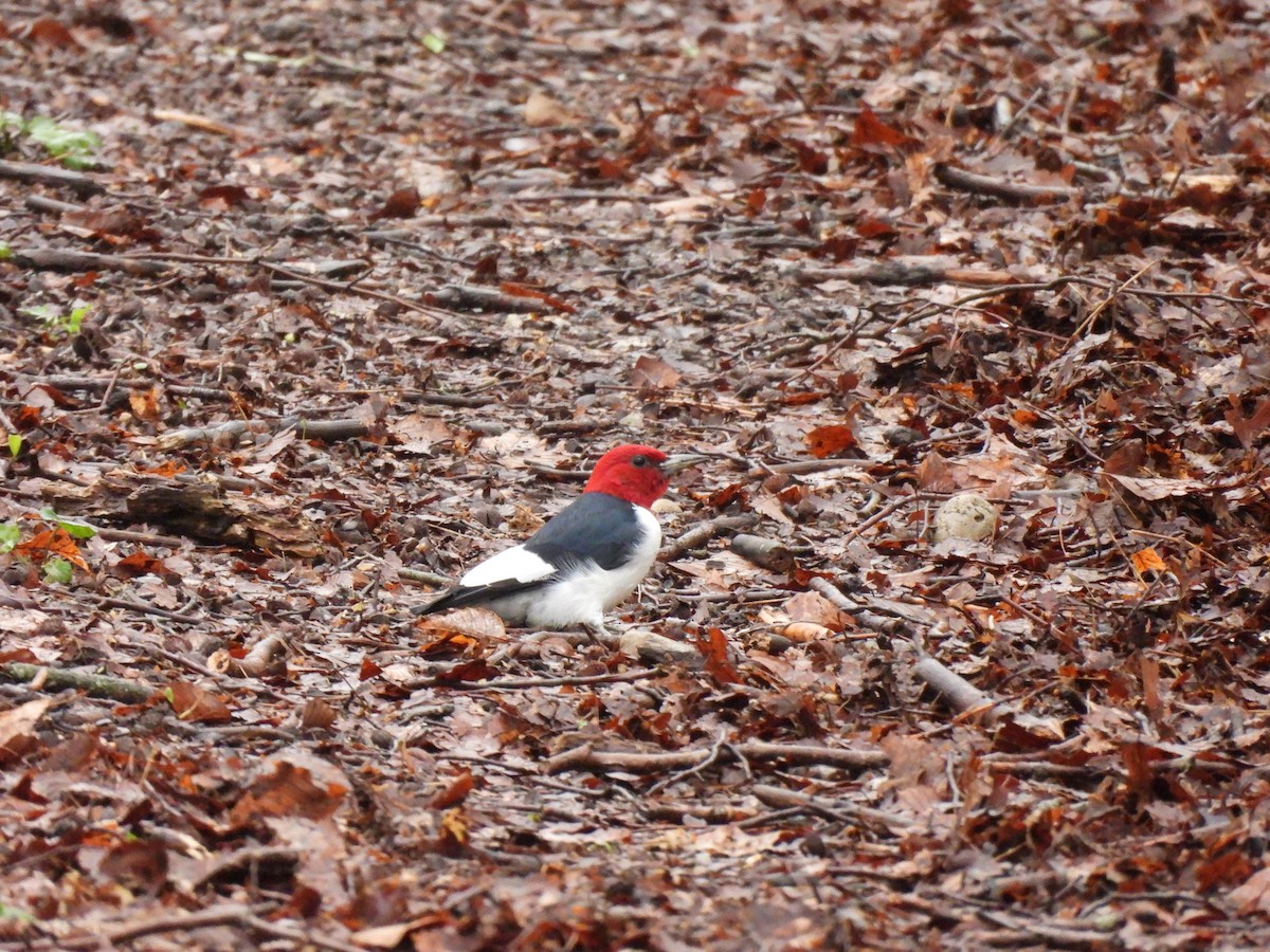 Red-headed Woodpecker - ML617290901