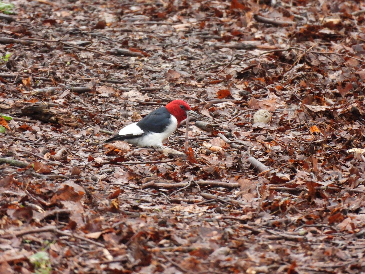 Red-headed Woodpecker - ML617290918