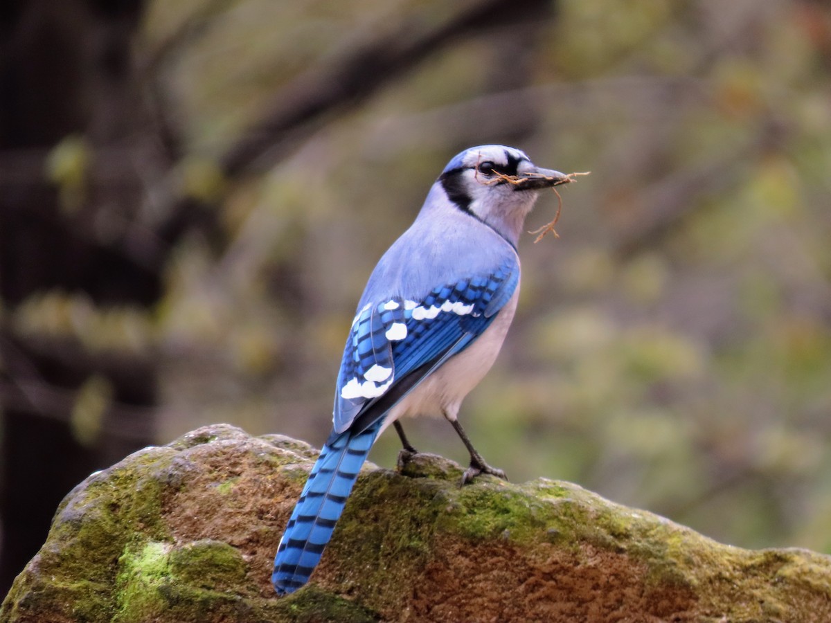 Blue Jay - ML617290958