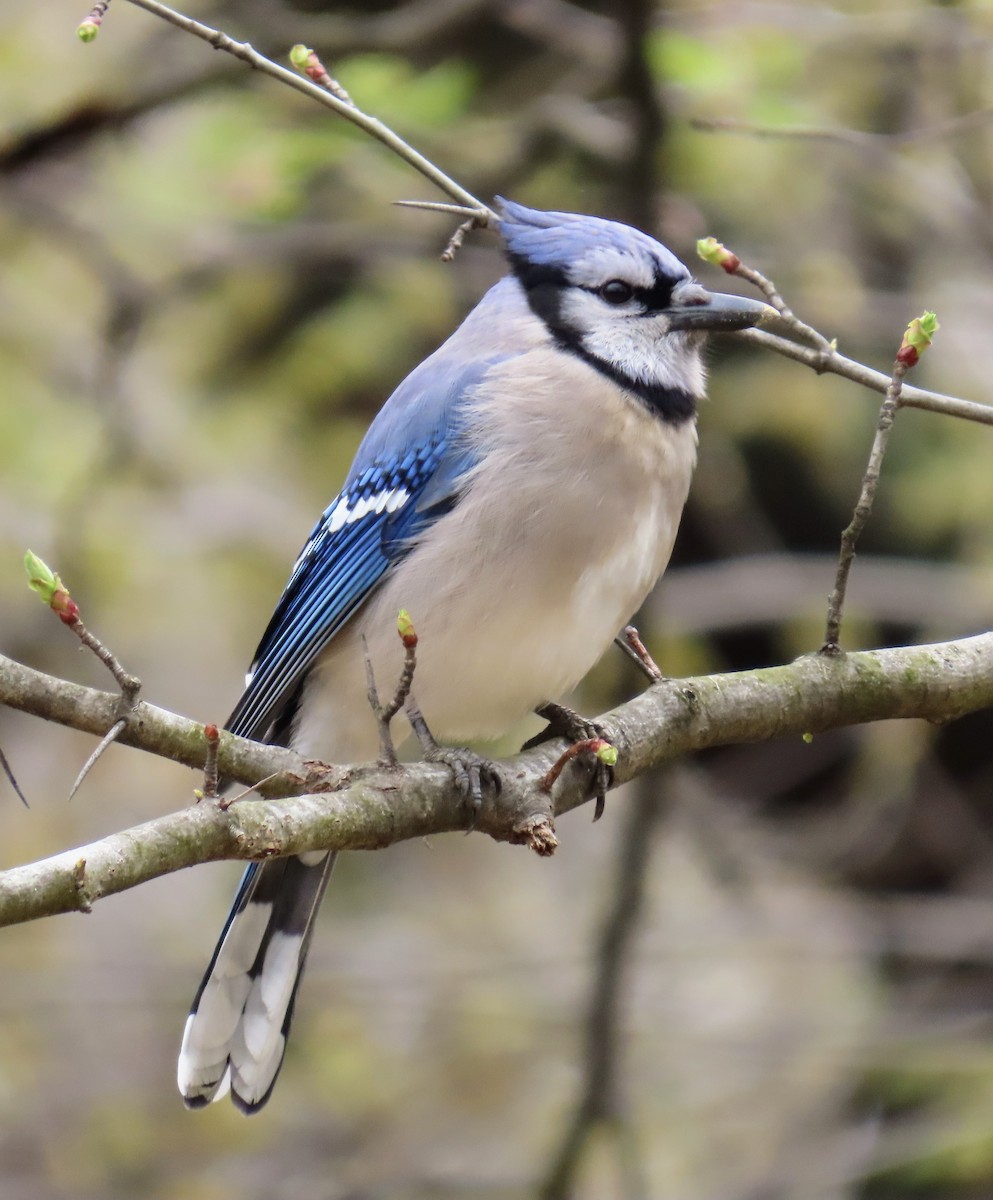 Blue Jay - ML617290959