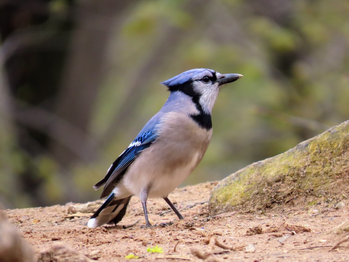 Blue Jay - ML617290960