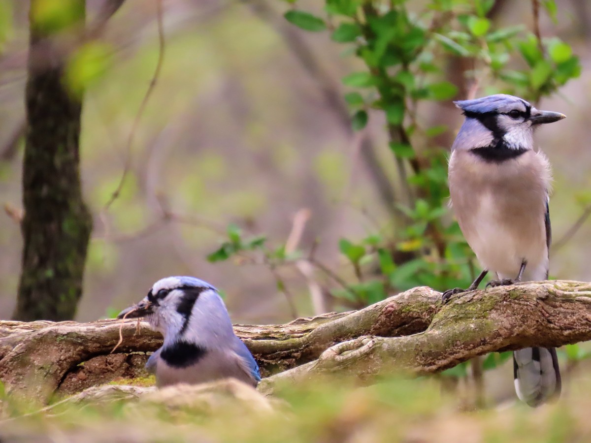 Blue Jay - ML617290961