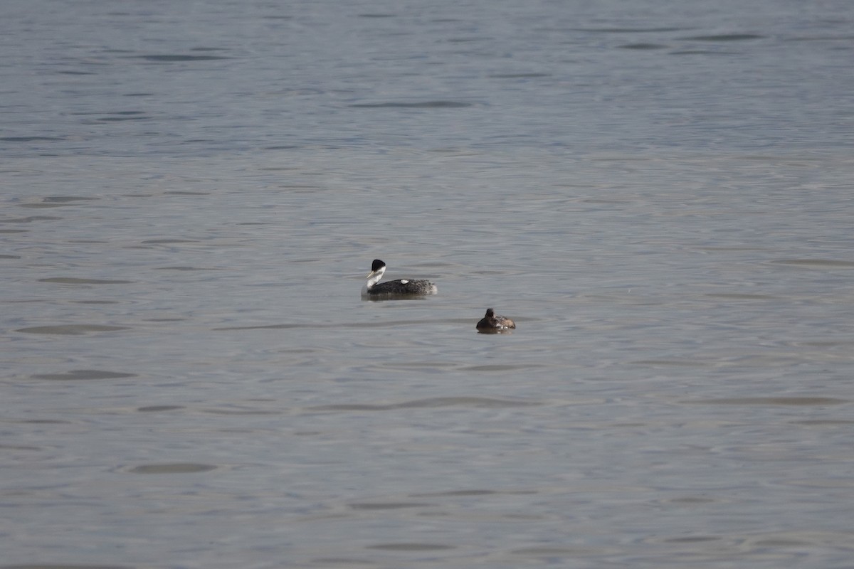 Western Grebe - ML617290968