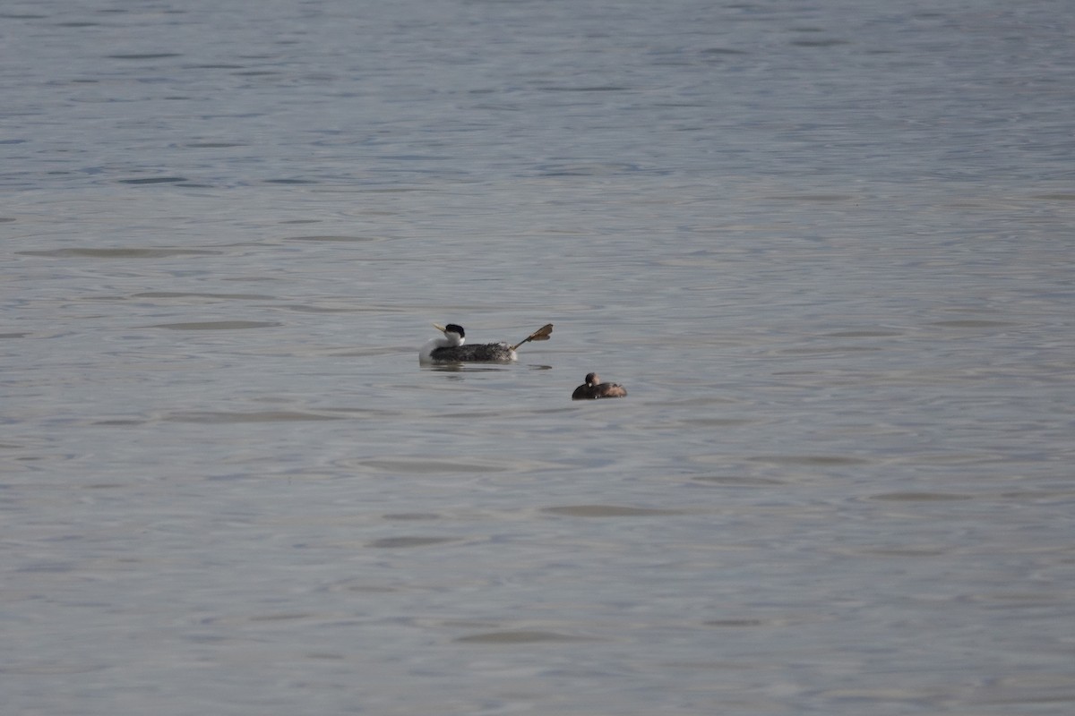 Western Grebe - David Godfrey