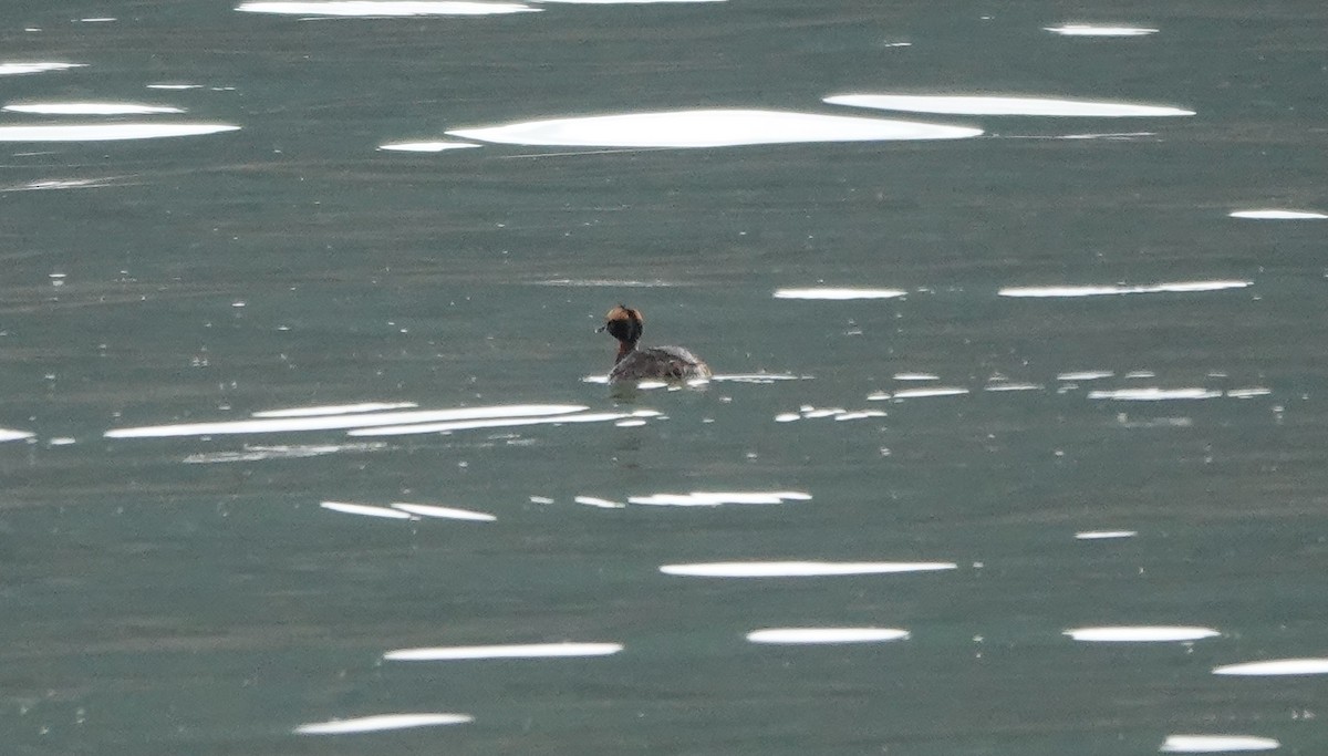 Horned Grebe - ML617290974