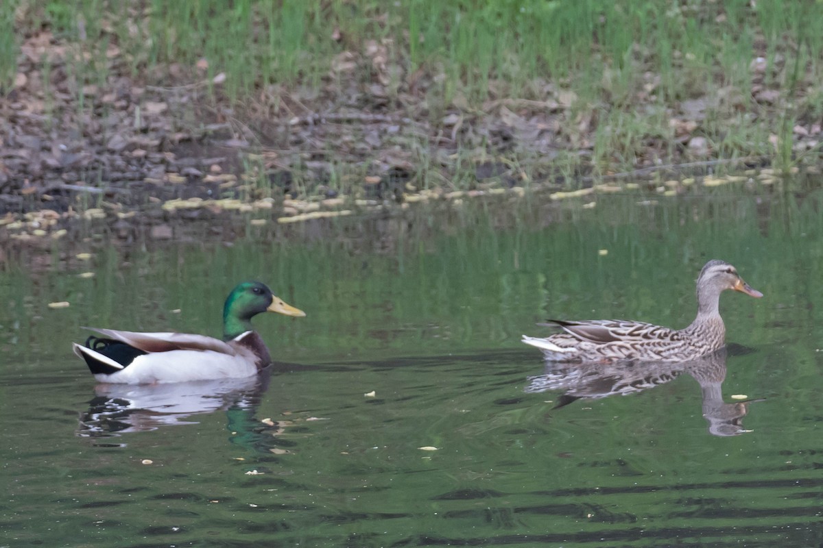 Canard colvert - ML617290975