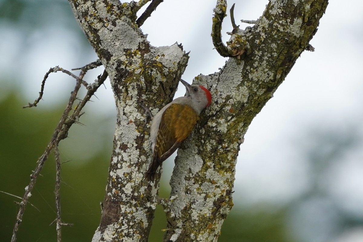 African Gray Woodpecker - Greg Hertler