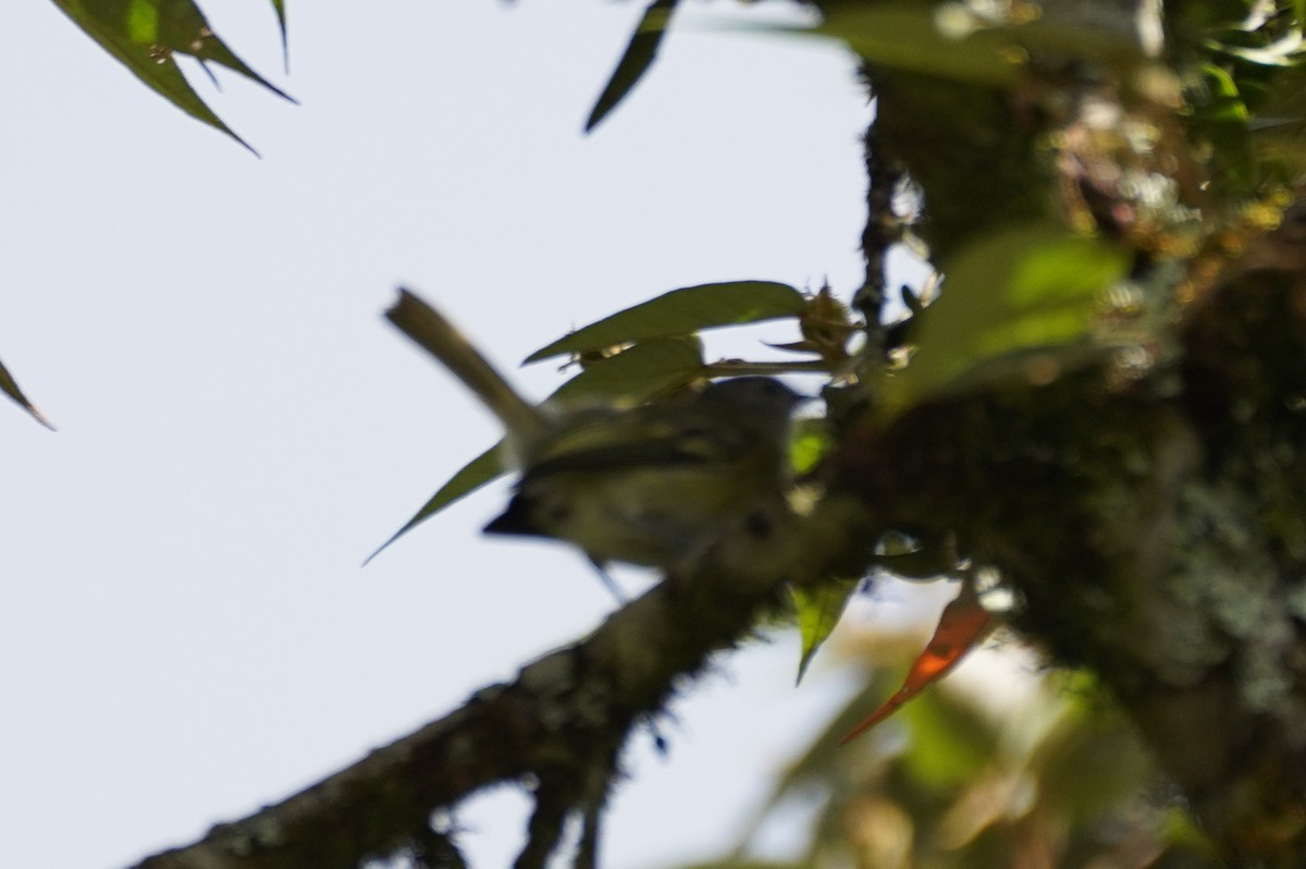 Gray-capped Tyrannulet - ML617291079