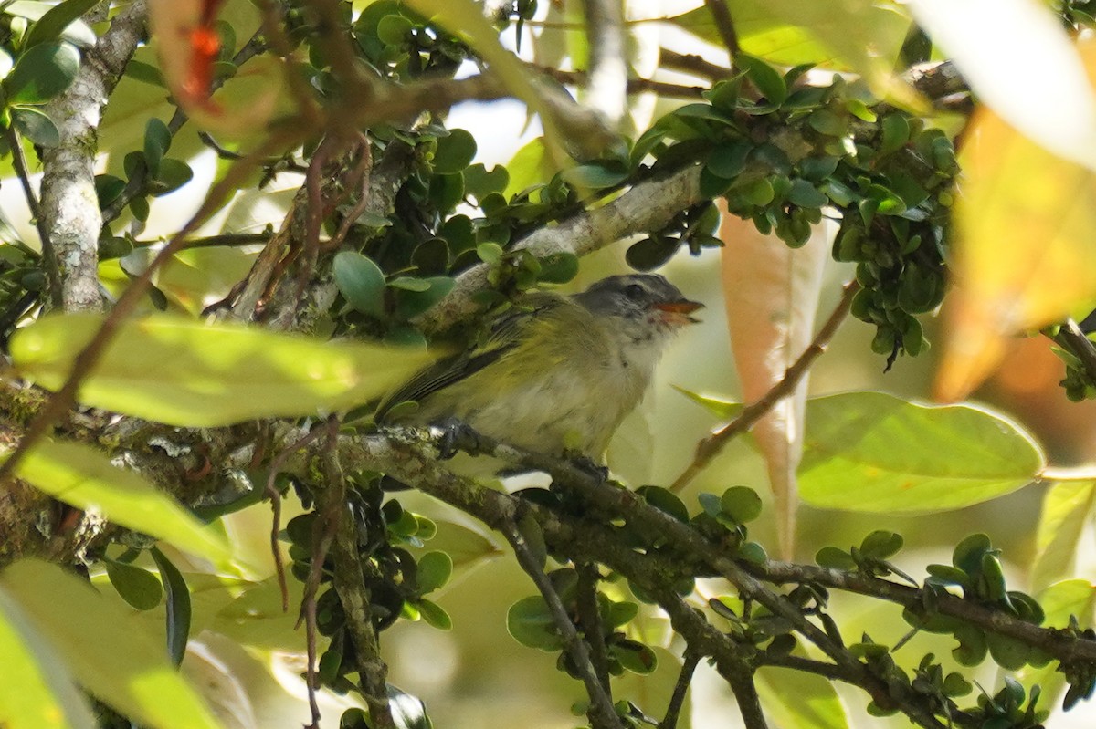 Mosquerito Coronigrís - ML617291081