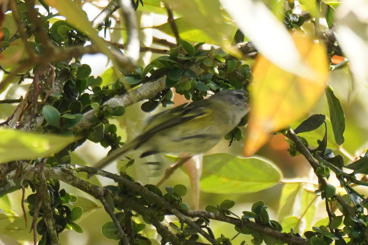 Gray-capped Tyrannulet - Cameron Eckert