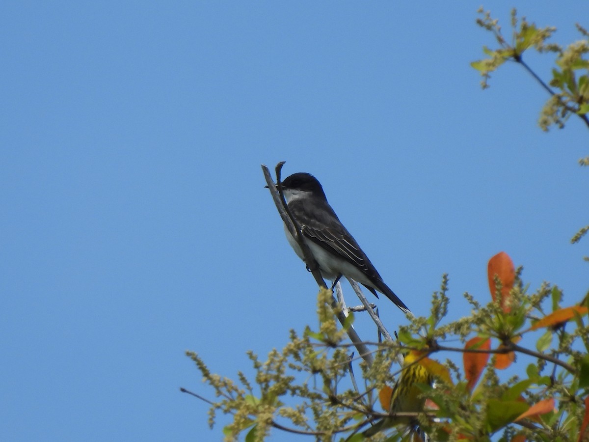 Eastern Kingbird - ML617291150