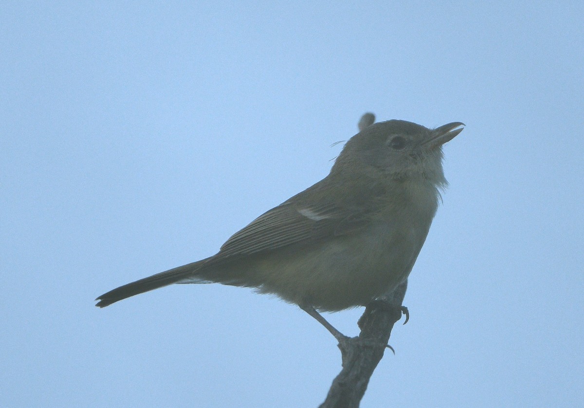 Bell's Vireo - ML617291153