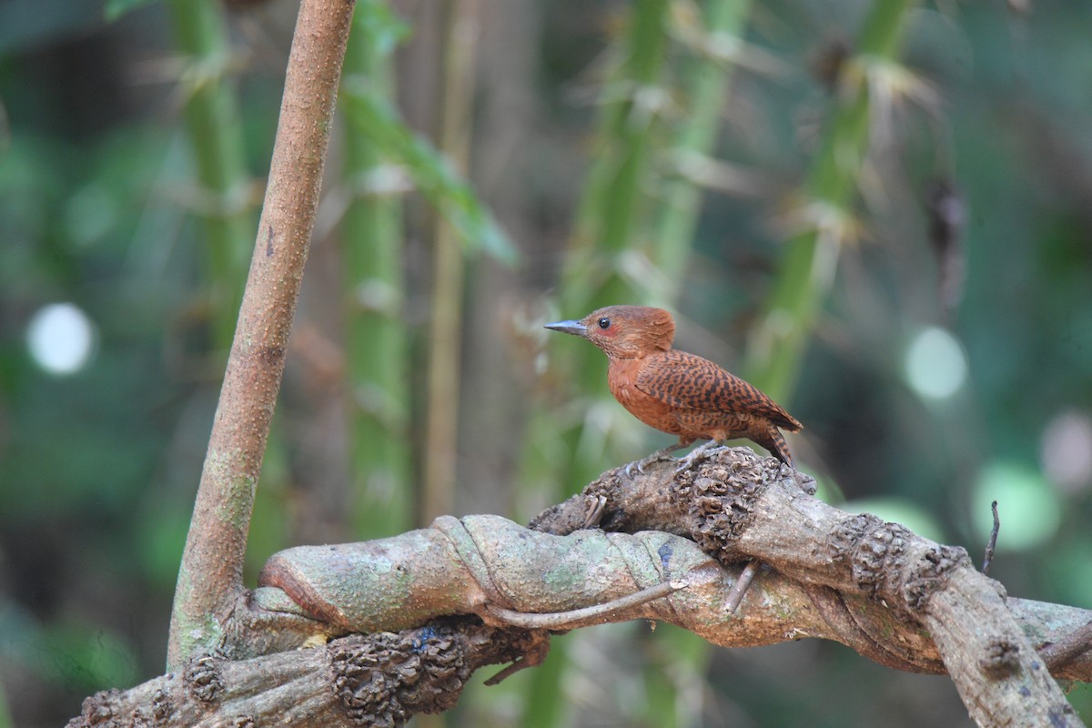 Rufous Woodpecker - Sajee Kongsuwan