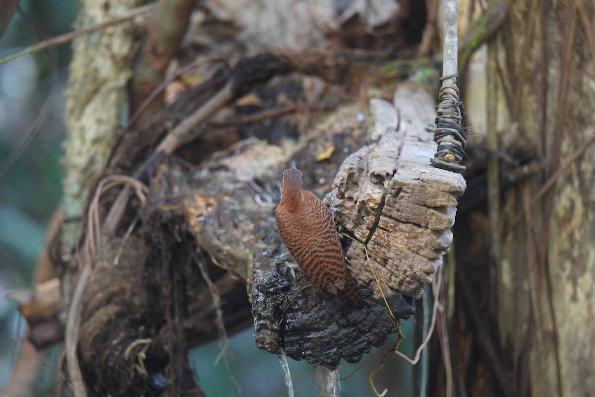 Rufous Woodpecker - Sajee Kongsuwan