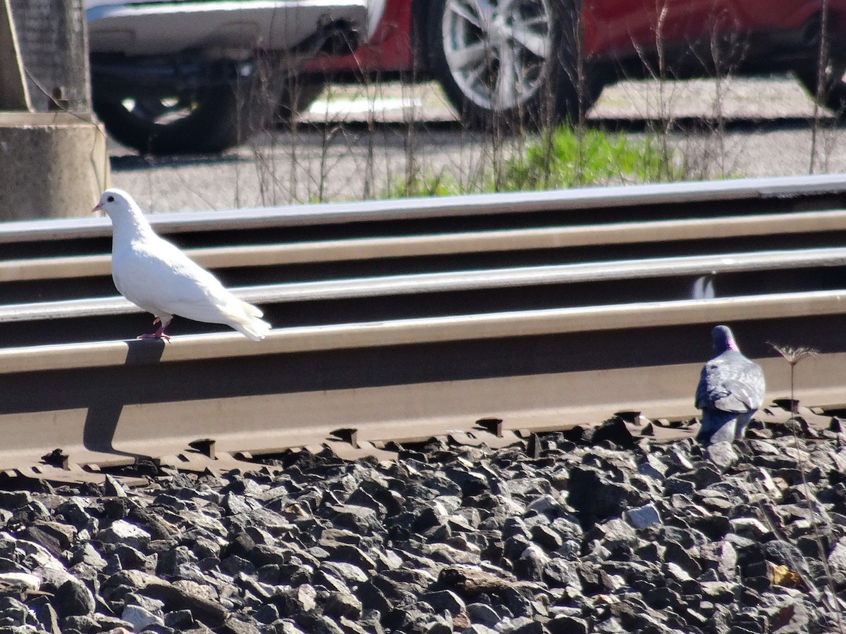 Rock Pigeon (Feral Pigeon) - ML617291176