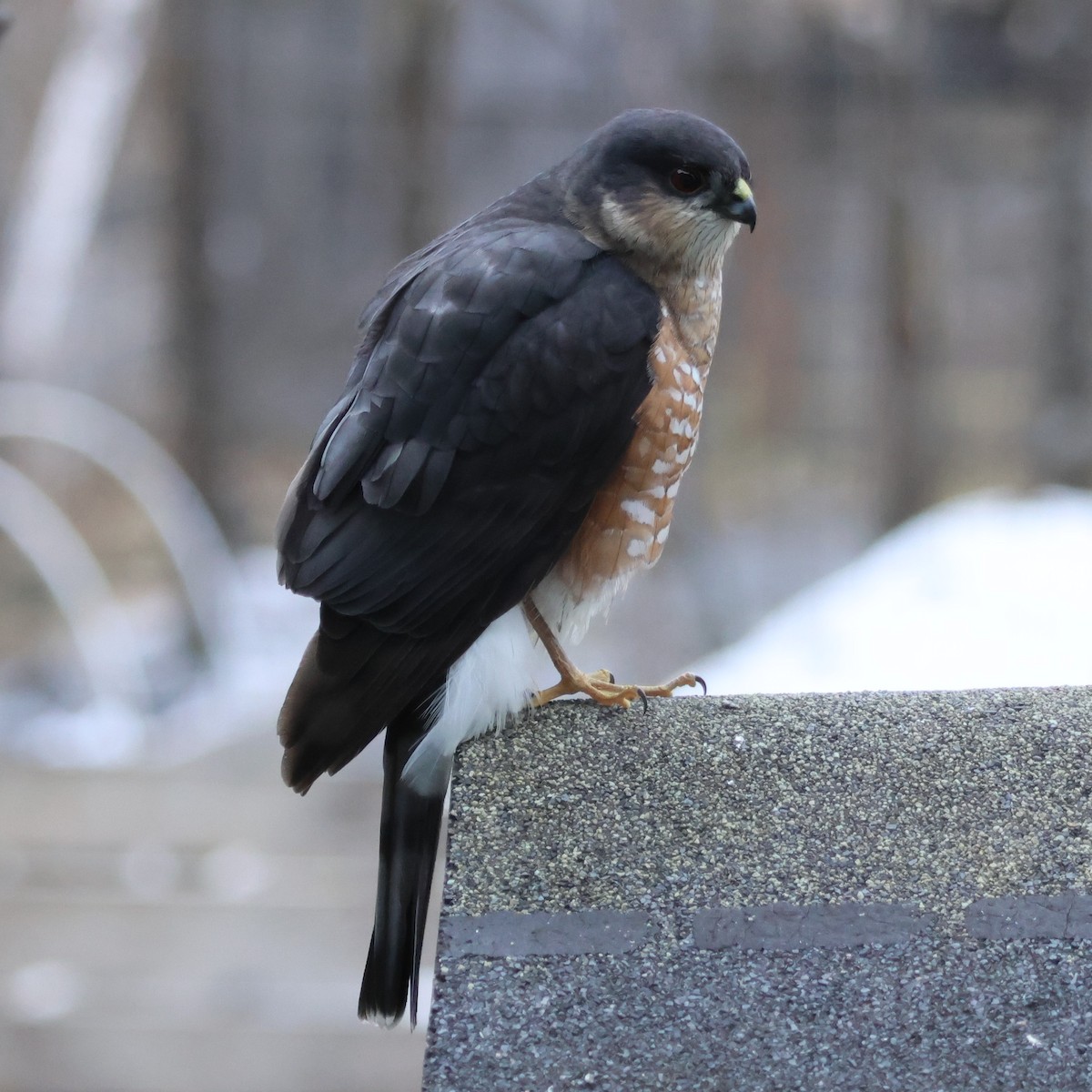 Sharp-shinned Hawk - Steven Hemenway