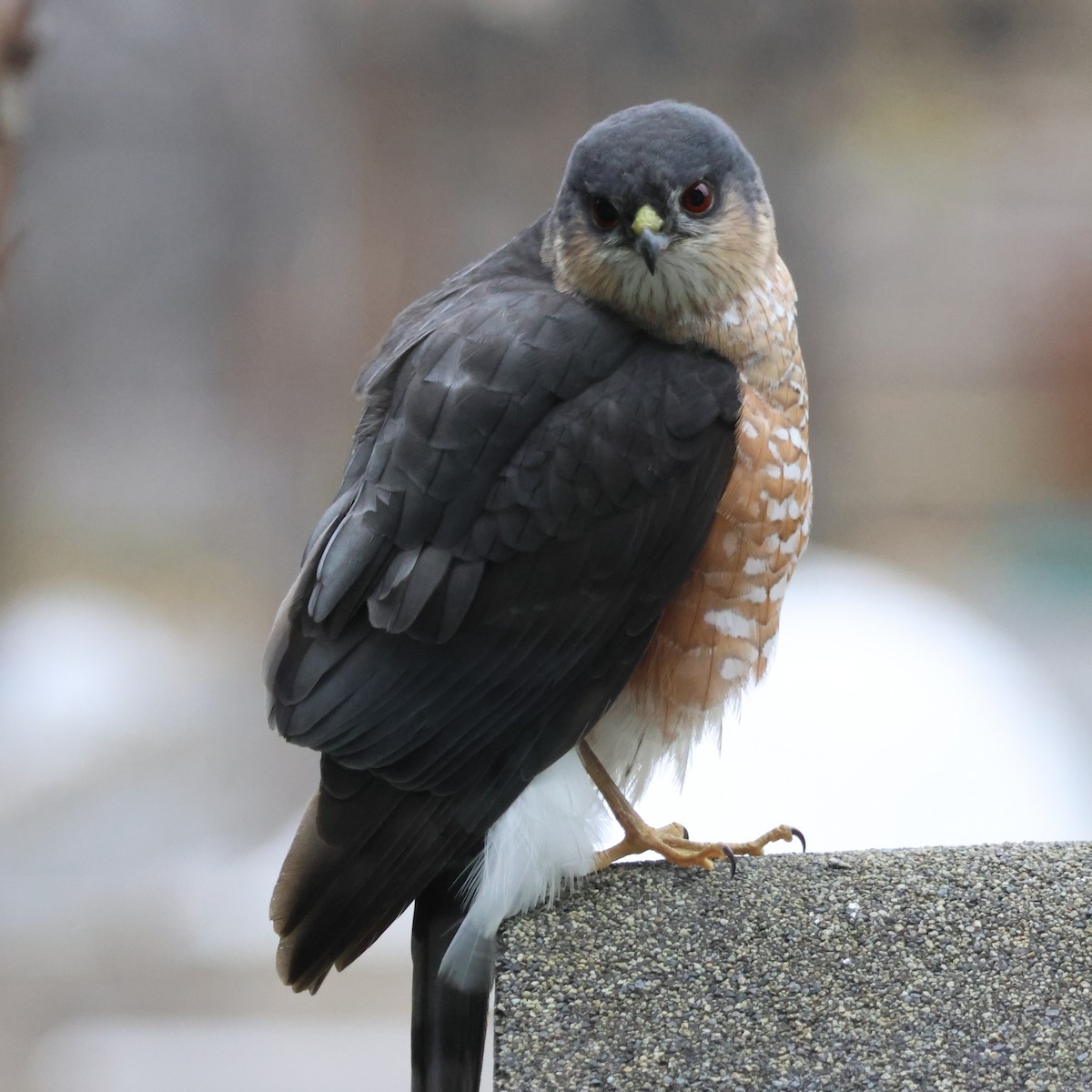 Sharp-shinned Hawk - ML617291194