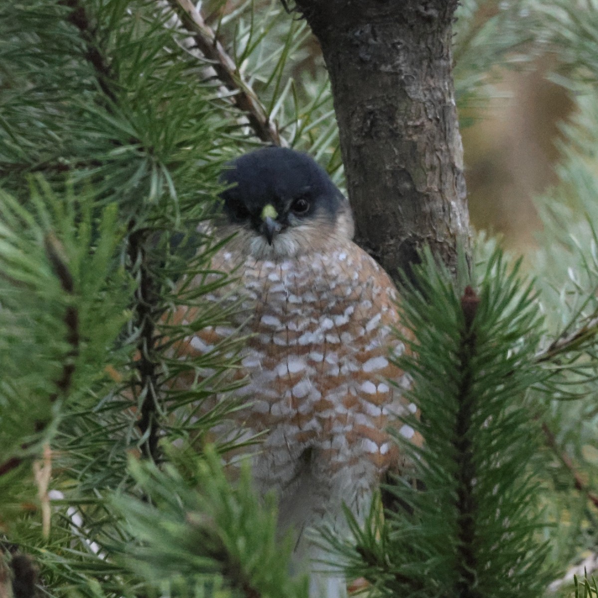 Sharp-shinned Hawk - Steven Hemenway