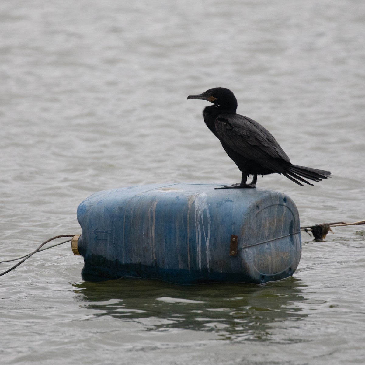 Neotropic Cormorant - ML617291201