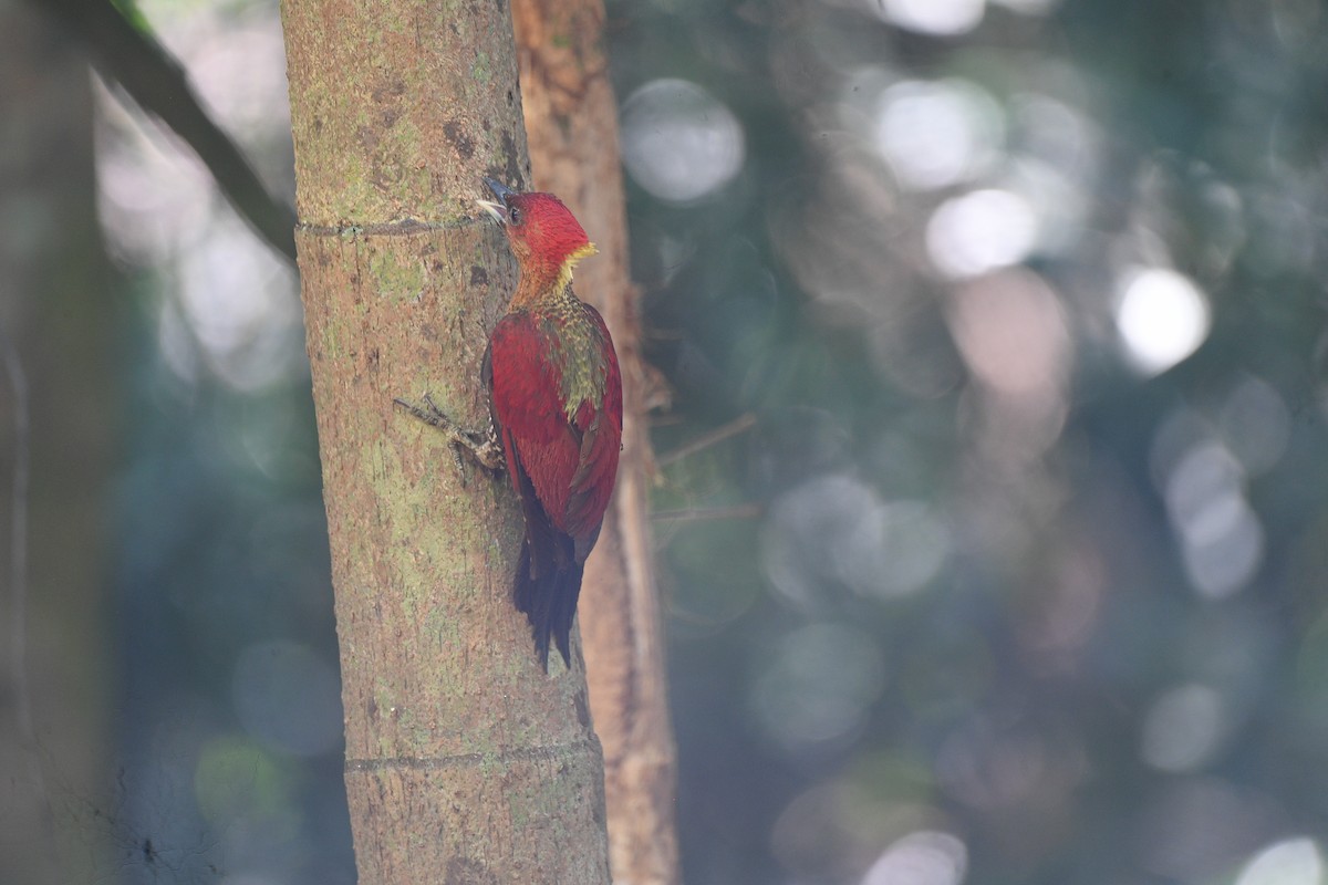 Banded Woodpecker - ML617291206