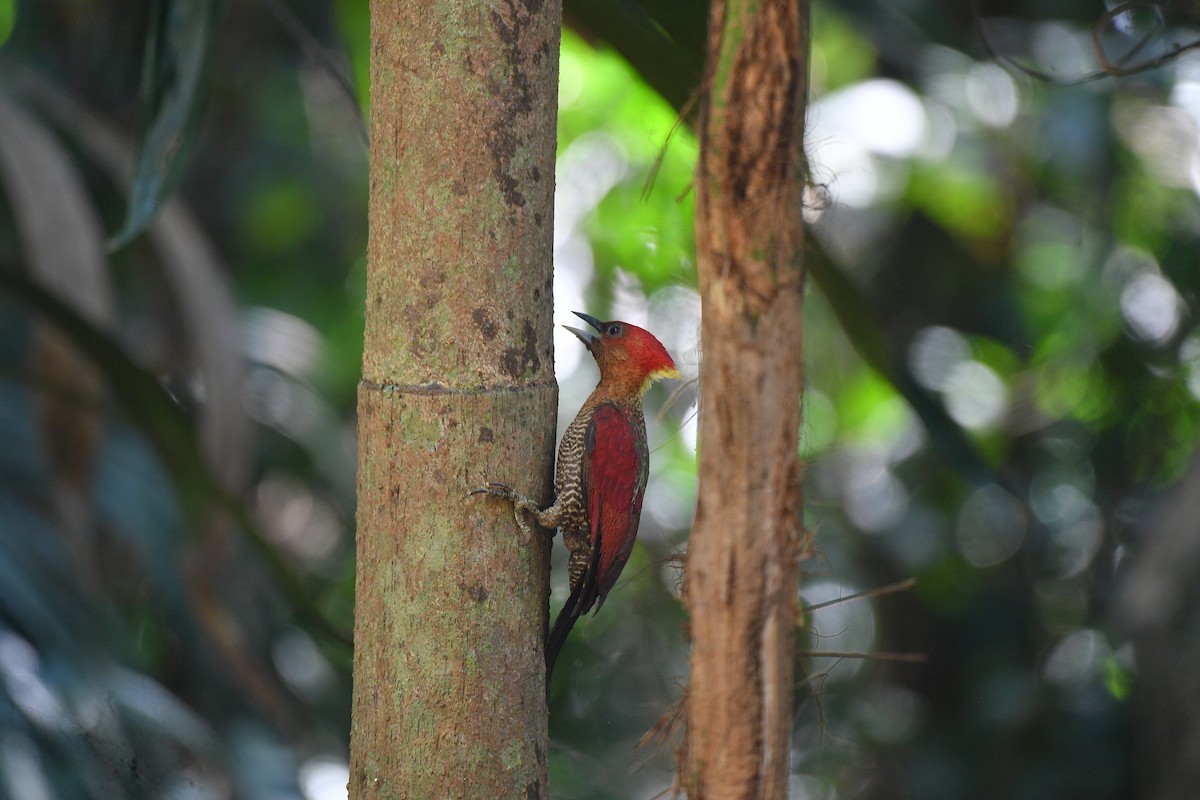 Banded Woodpecker - ML617291208