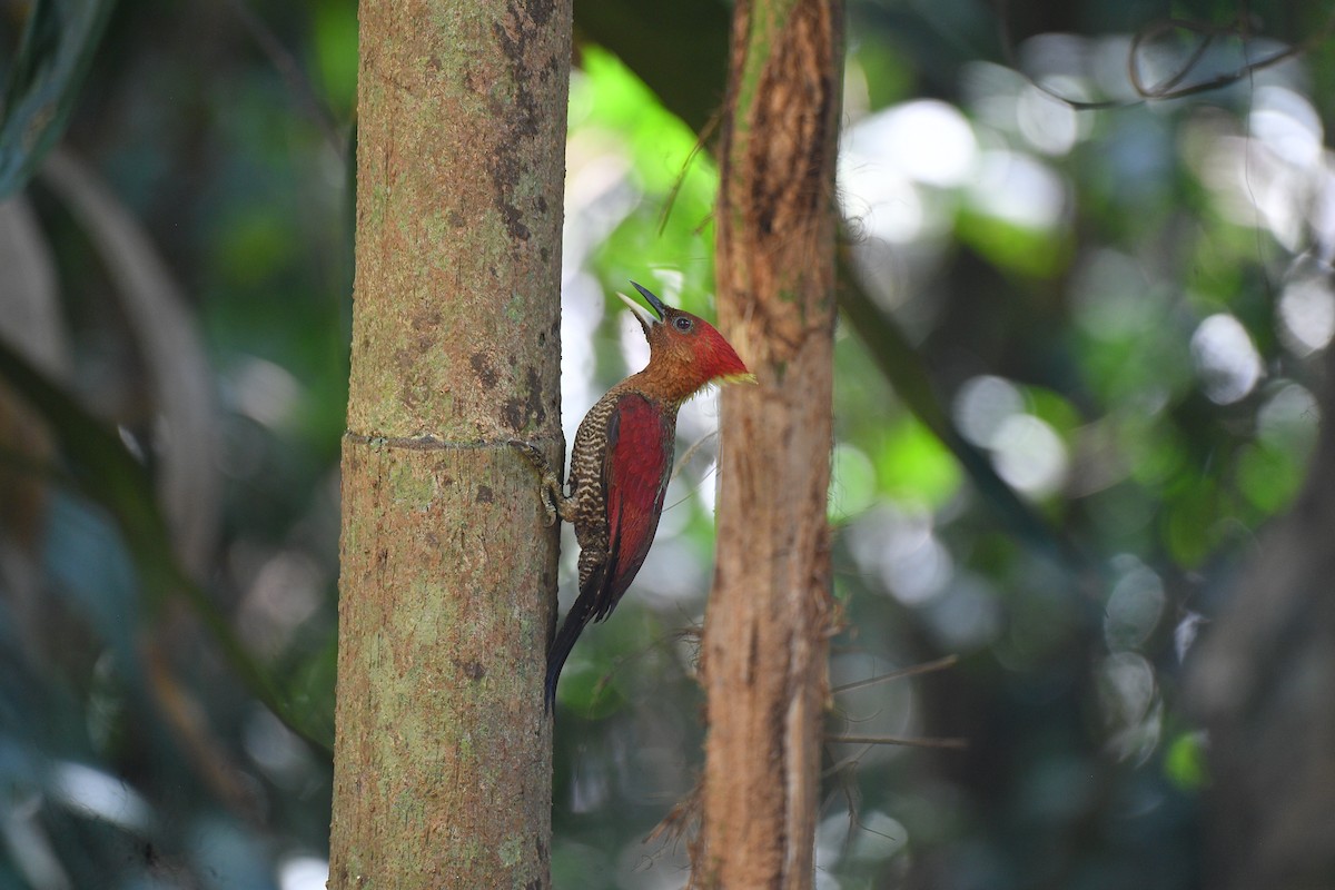 Banded Woodpecker - ML617291210