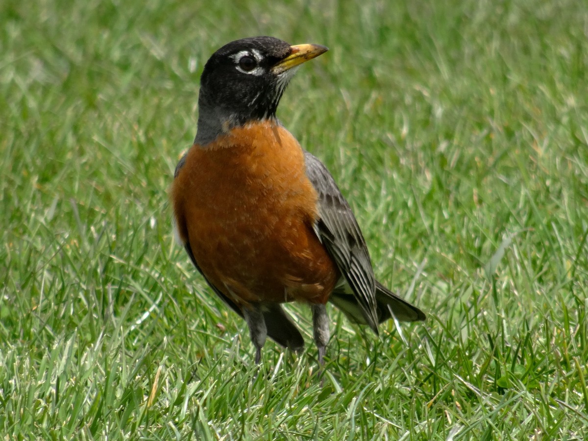 American Robin - ML617291230