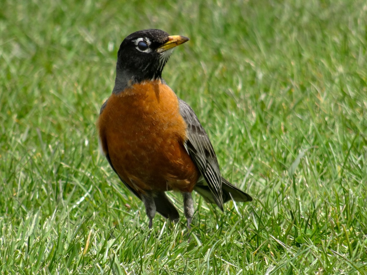 American Robin - ML617291232