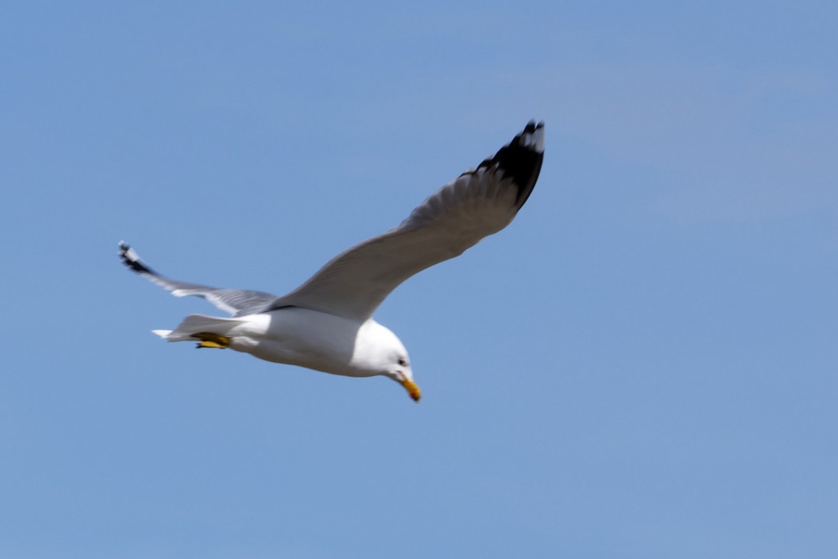 California Gull - ML617291240