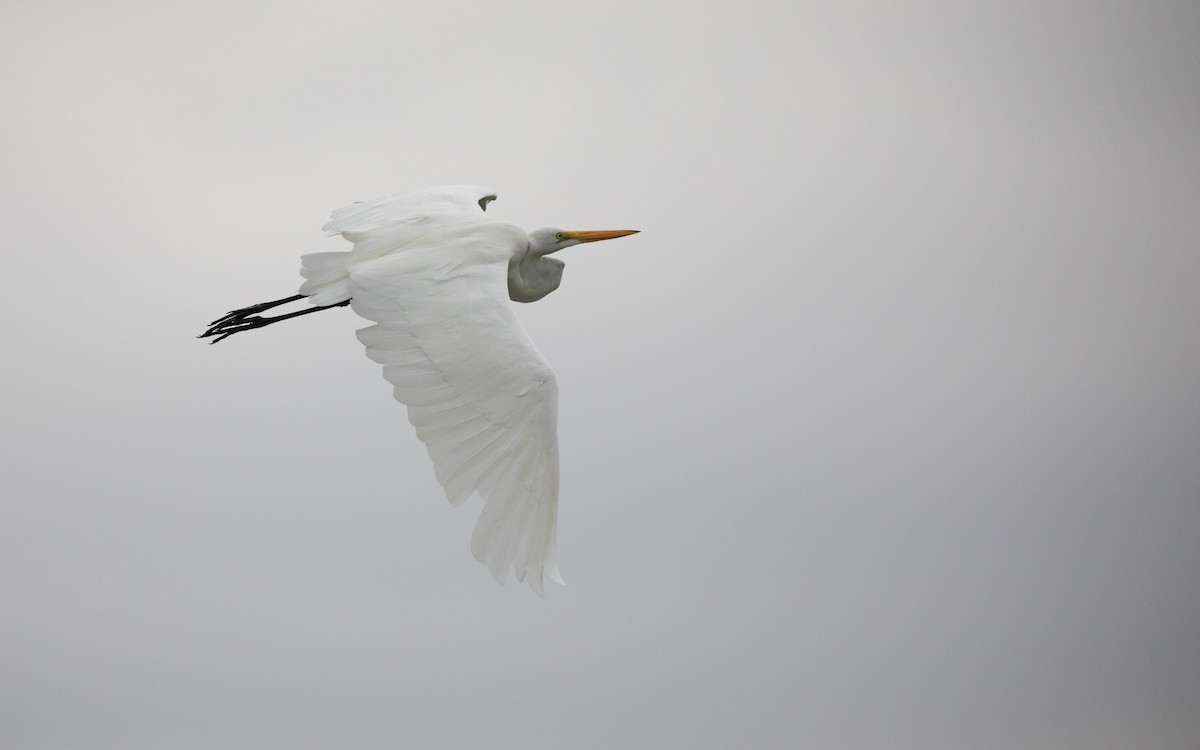 Great Egret - PATRICK BEN SOUSSAN