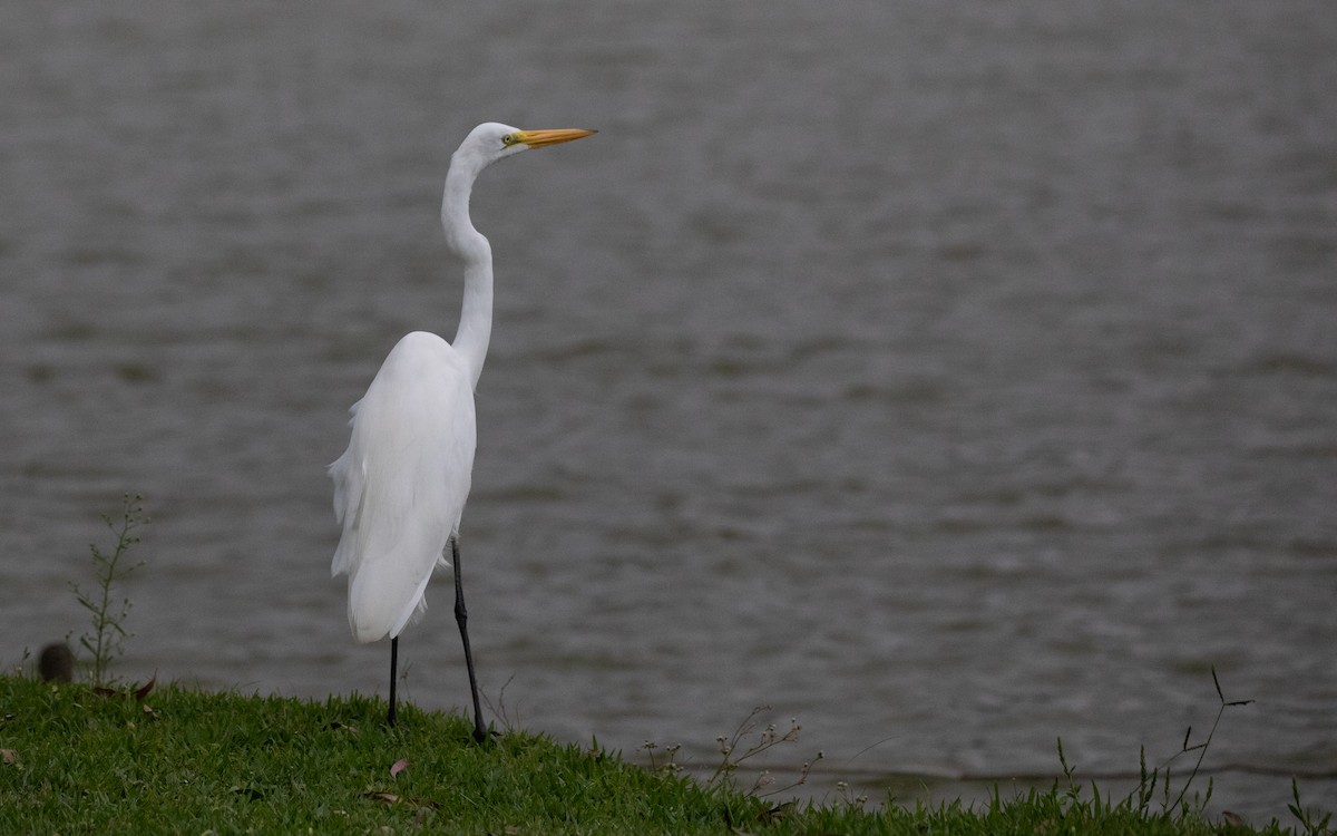 Great Egret - ML617291247