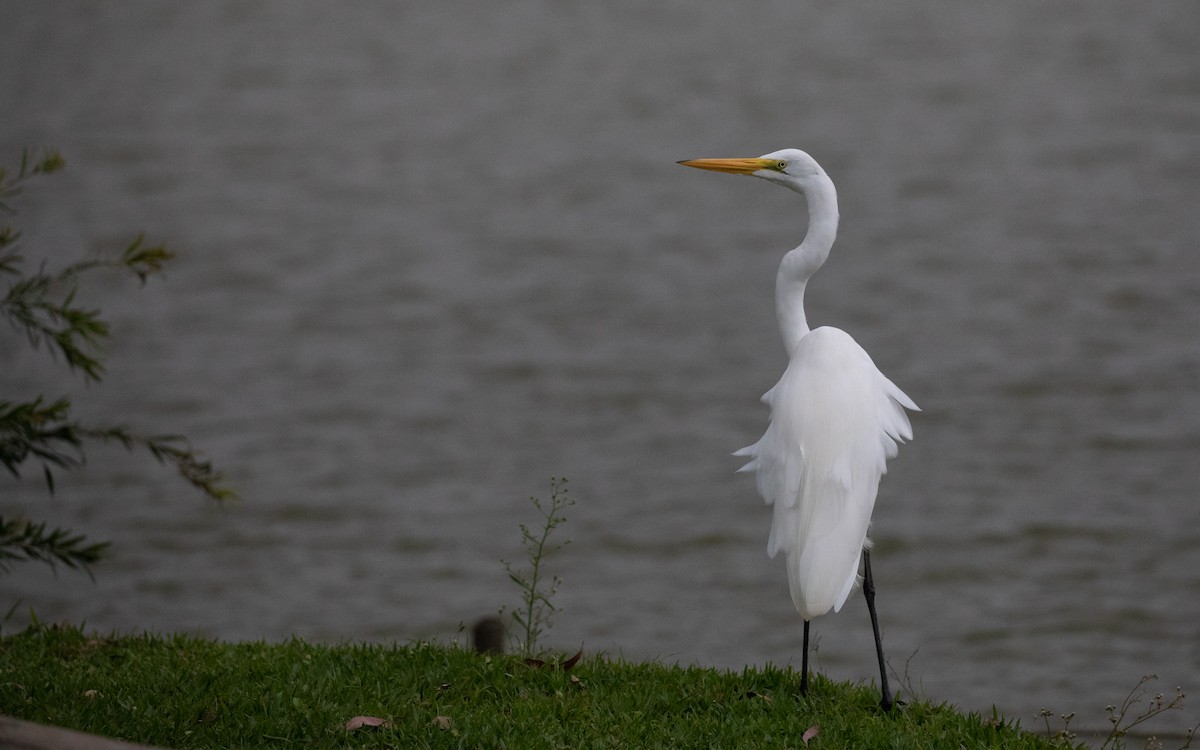 Great Egret - ML617291248