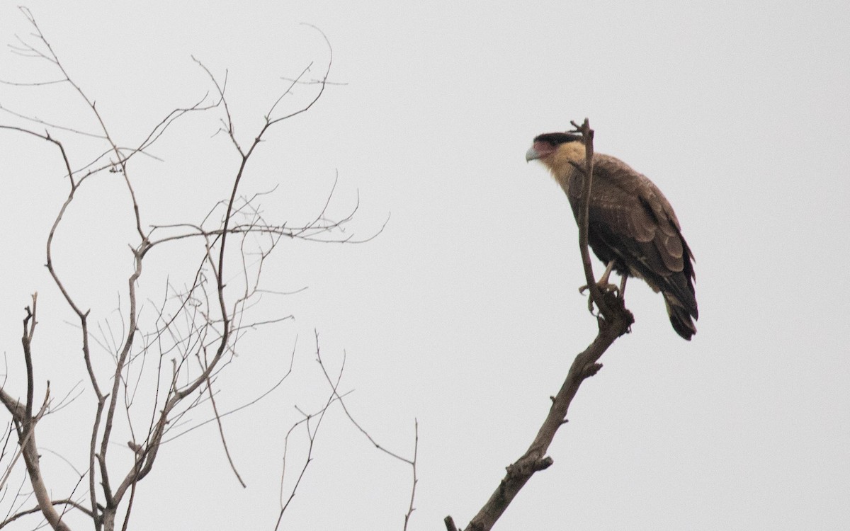 Caracara Carancho - ML617291273