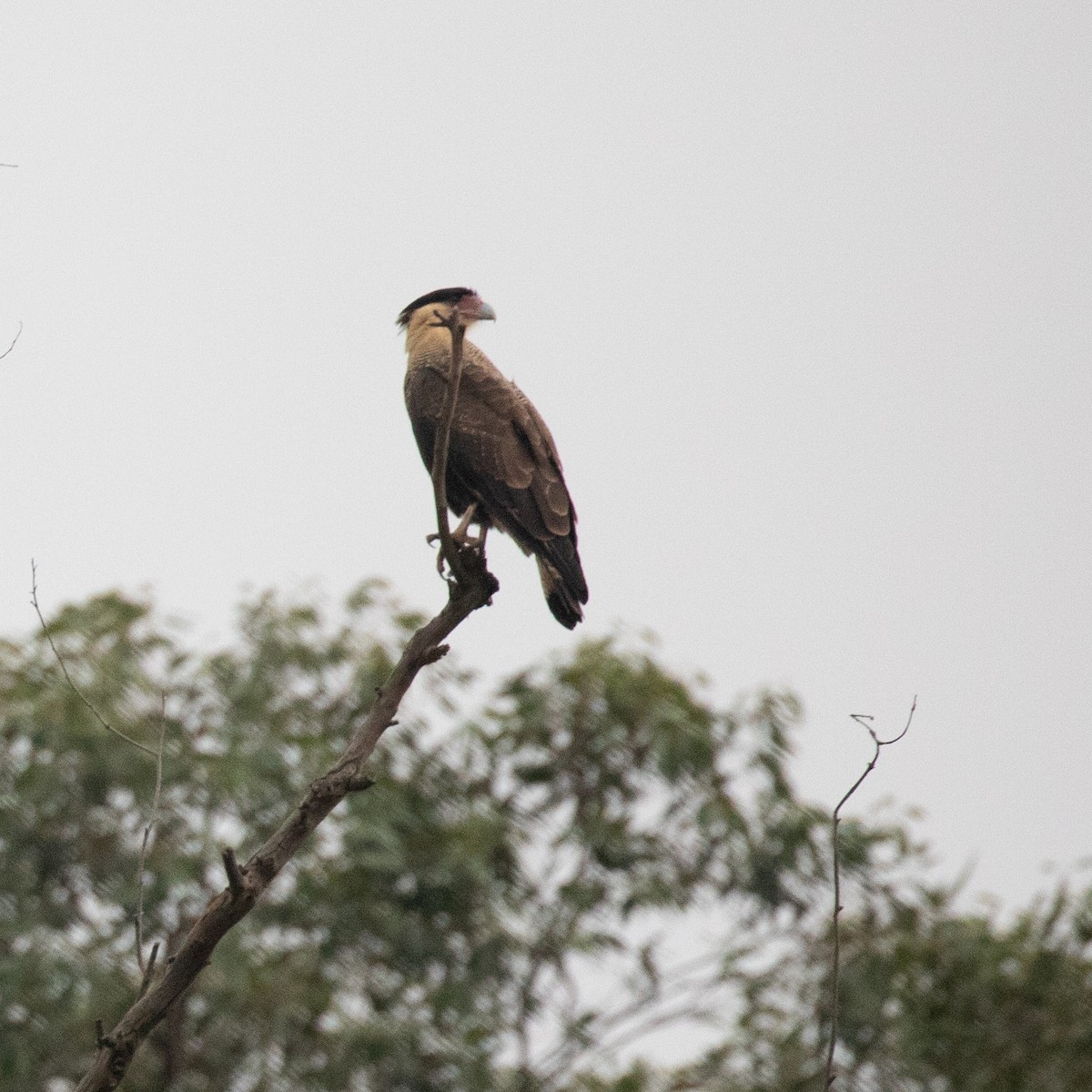 Caracara Carancho - ML617291275