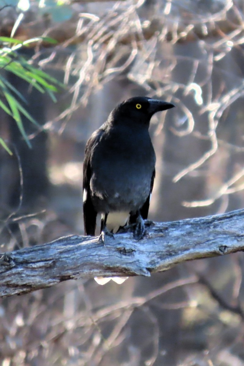 Pied Currawong - ML617291287