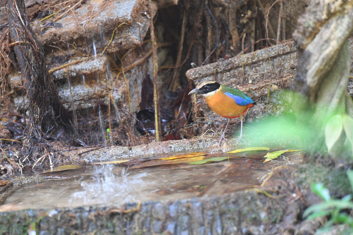 Blue-winged Pitta - Sajee Kongsuwan