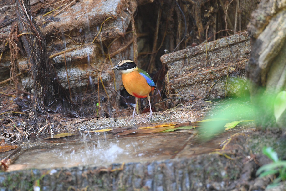 Blue-winged Pitta - Sajee Kongsuwan