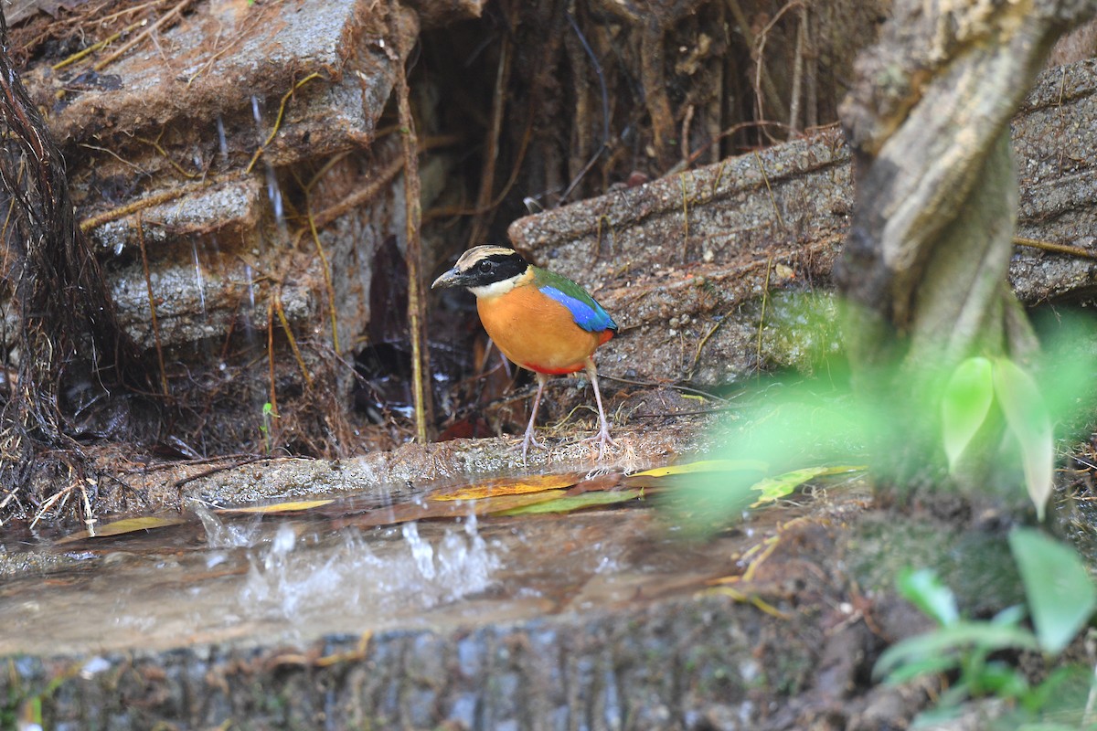 Blue-winged Pitta - Sajee Kongsuwan