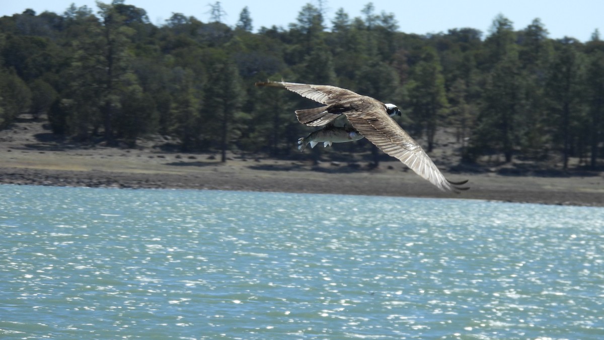 Balbuzard pêcheur - ML617291312