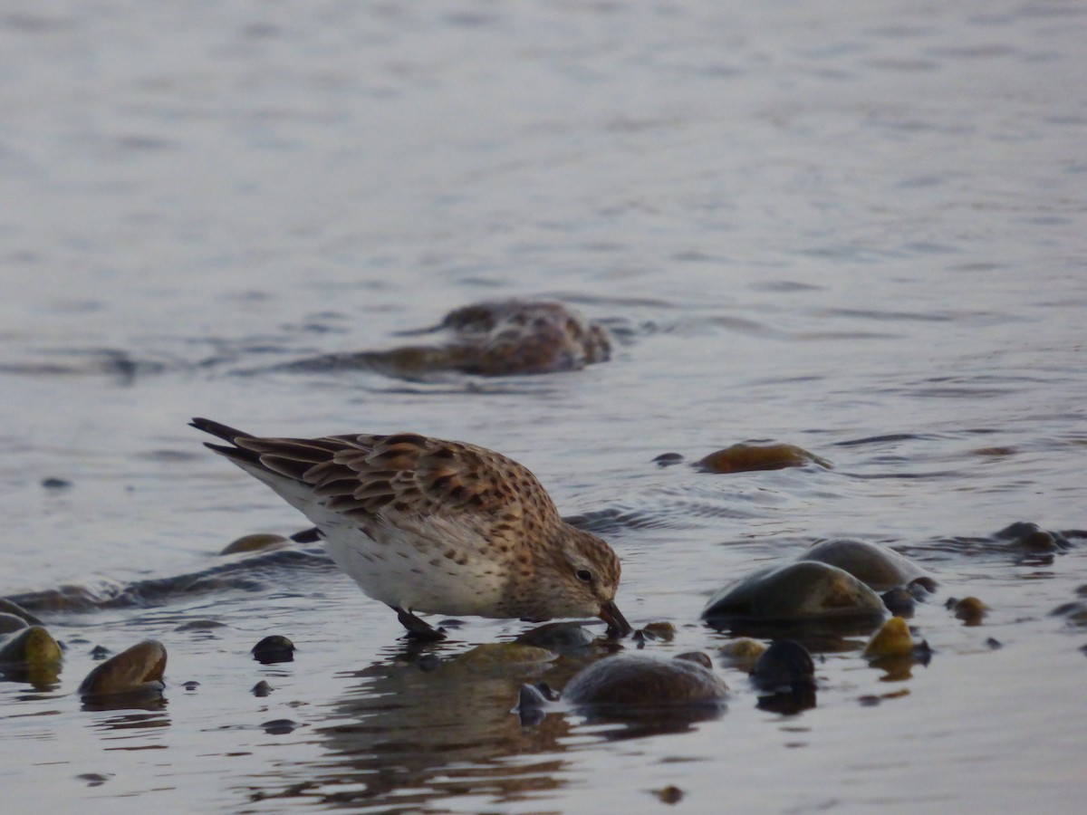 White-rumped Sandpiper - Antonieta Gonzalez Soto