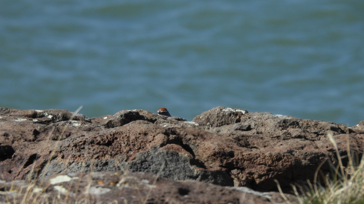 Chipping Sparrow - ML617291318