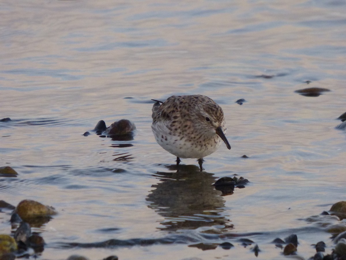 White-rumped Sandpiper - Antonieta Gonzalez Soto