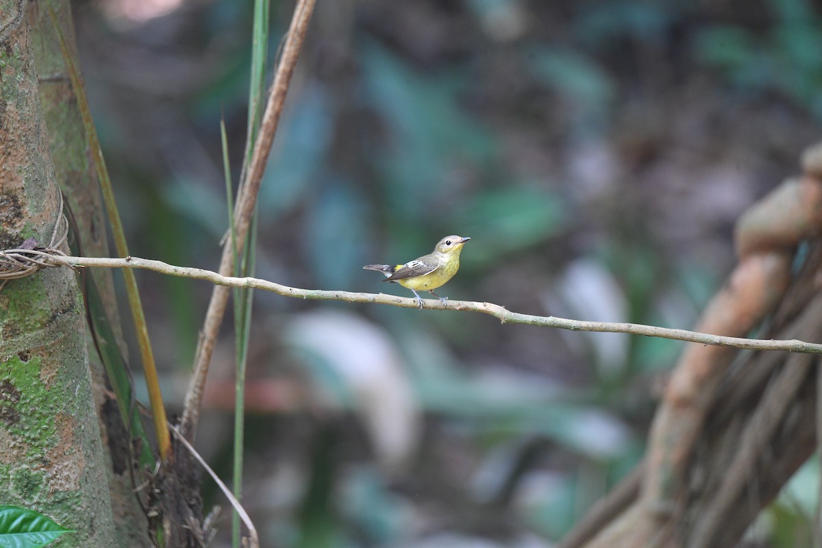 Yellow-rumped Flycatcher - Sajee Kongsuwan