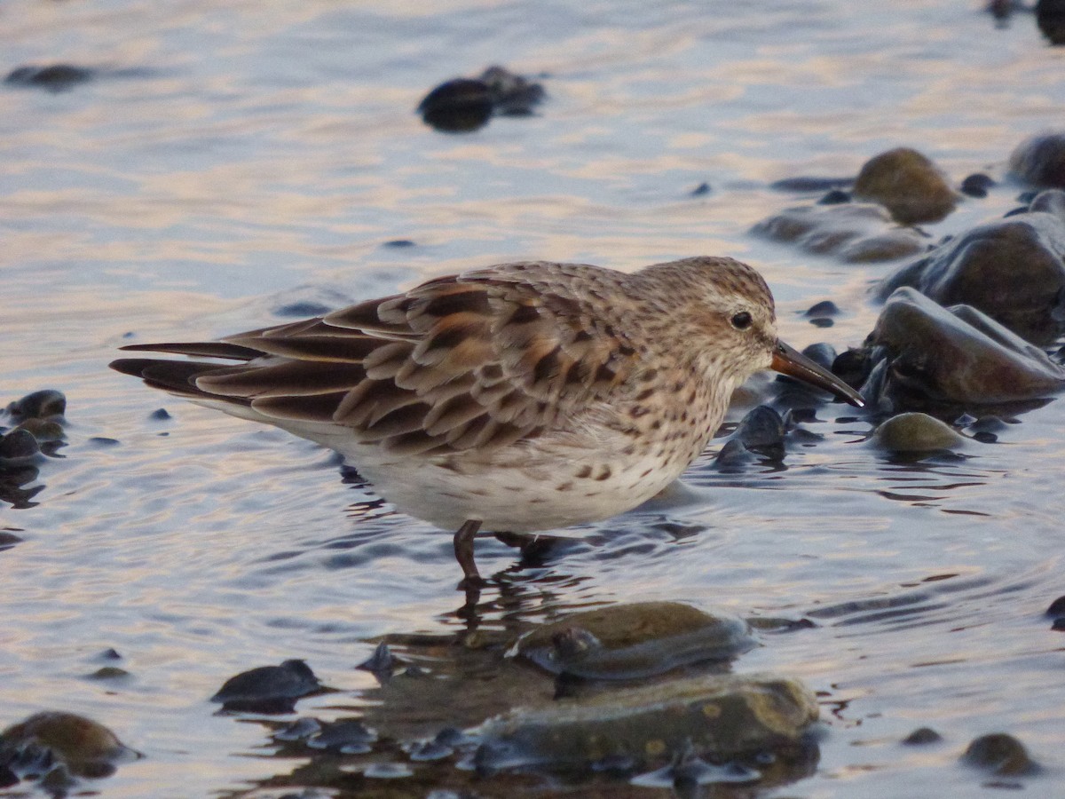 White-rumped Sandpiper - Antonieta Gonzalez Soto