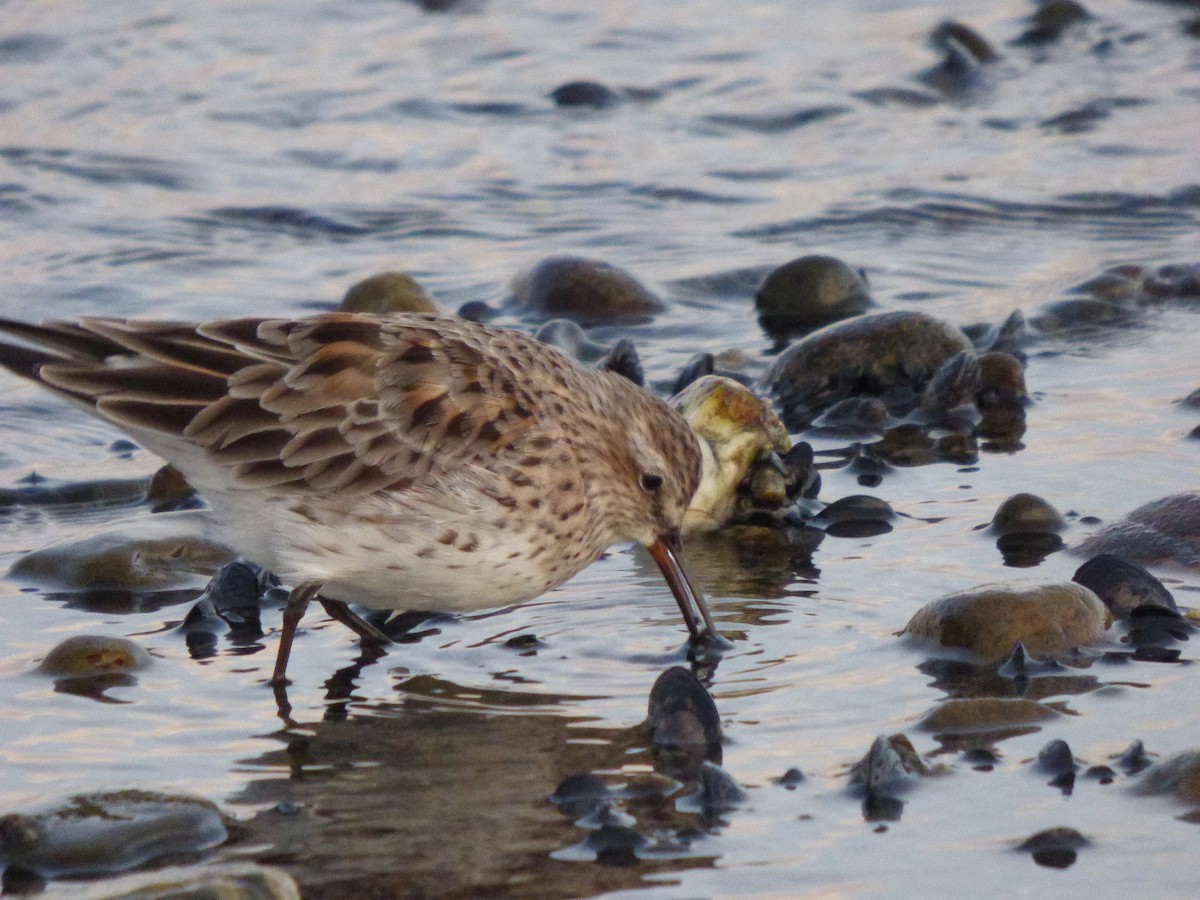 White-rumped Sandpiper - Antonieta Gonzalez Soto